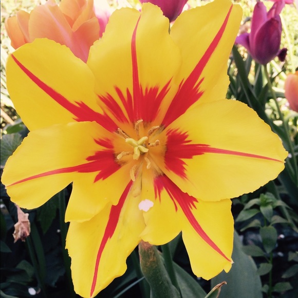 Meet the Posher - Picture 1 of 3